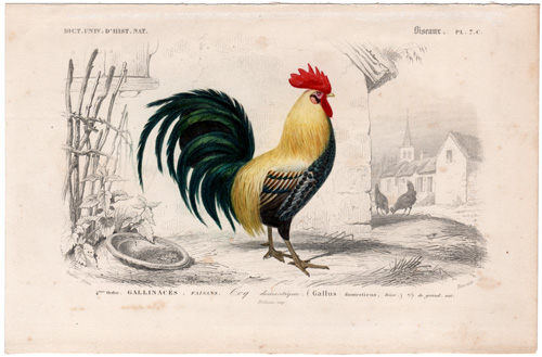 Rooster